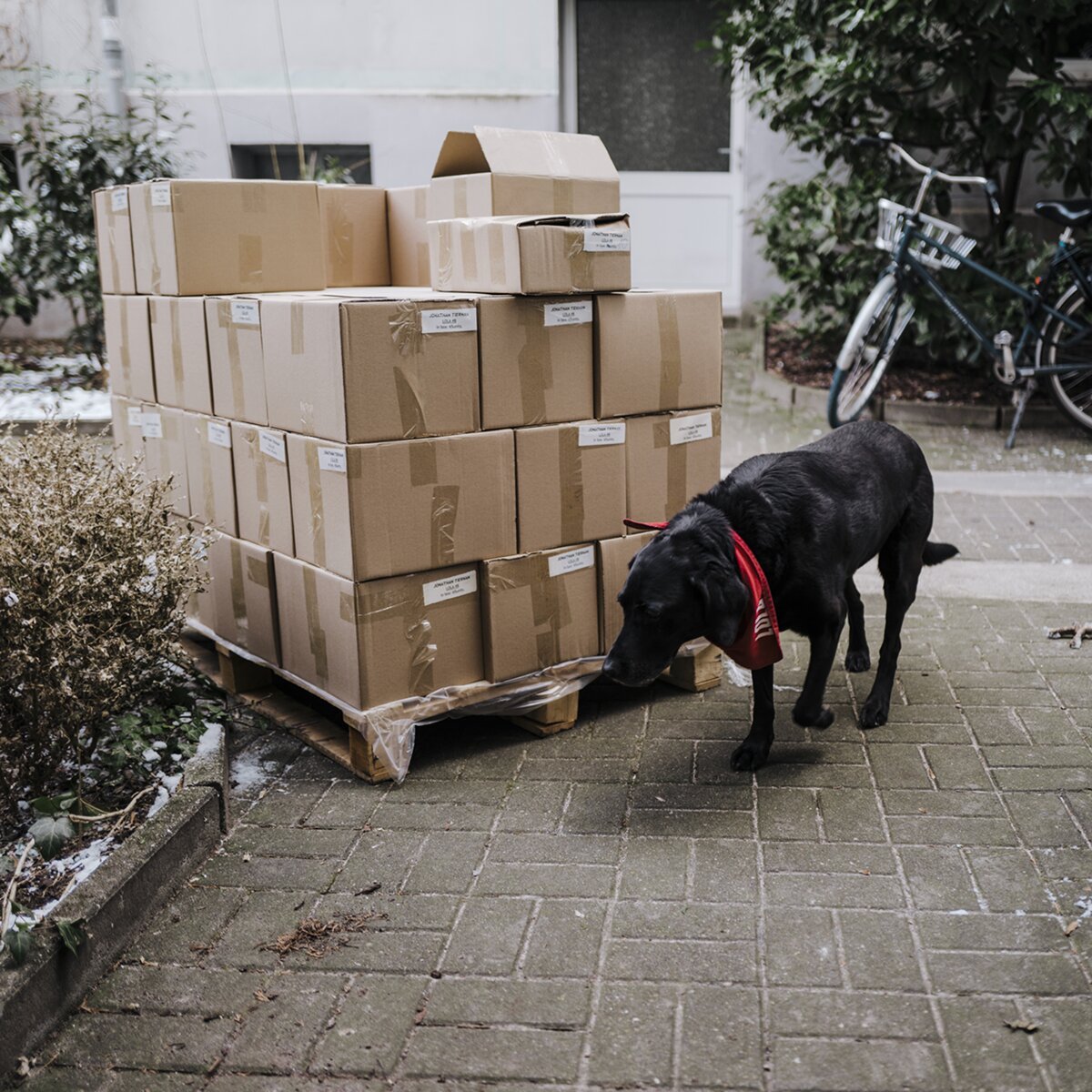 A black labrador sniffing a pallet of LOLA-branded distribution boxes ready for stockists, outside in a Berlin courtyard