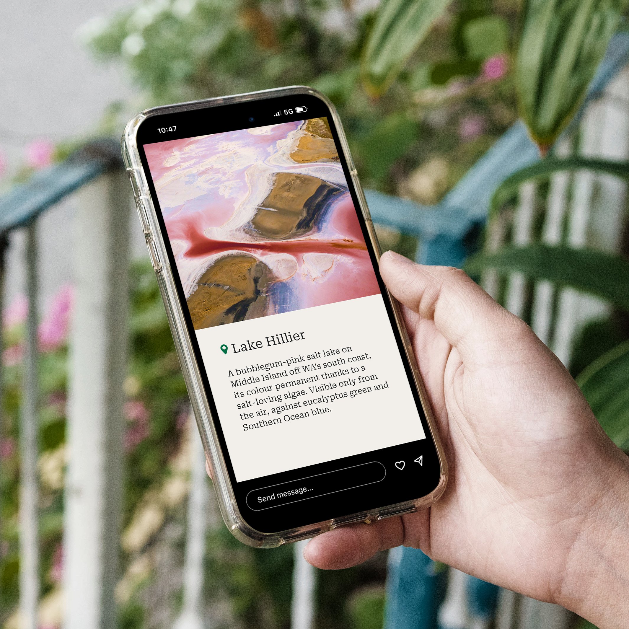 Phone-in-hand shot of the Western Australia Story running on Instagram, framed against tropical foliage — the Lake Hillier panel visible on the screen with full Instagram chrome